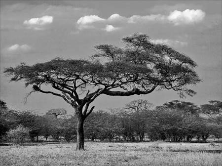 
Acacia Tree
