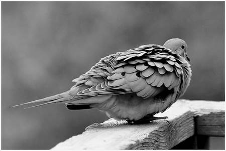 Ruffled Mourning Dove