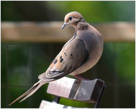 
Mourning Dove