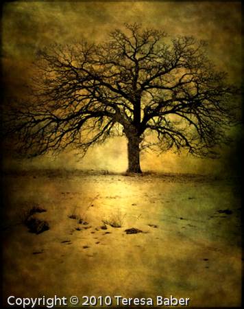 
The Dreaming Tree