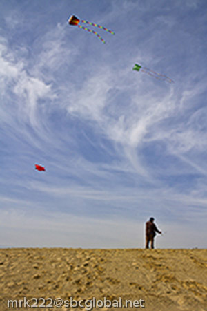 Soaring Kites on Beach