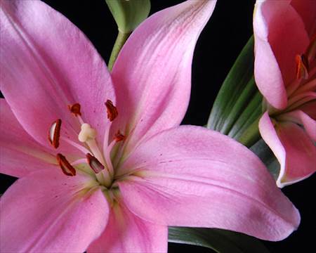 Pink Lily 