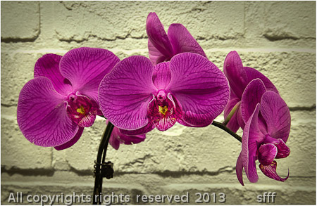 Fuchsia Orchids