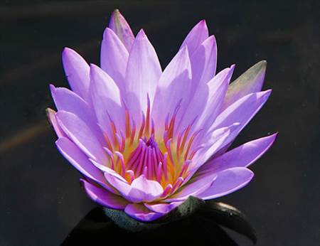 Water Lily Purple