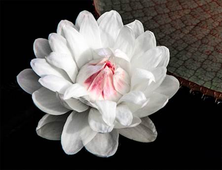  Water Lilly White with Red Center