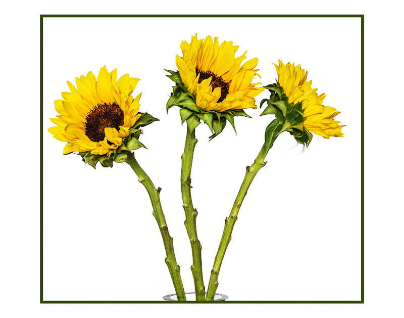 Array of Sunflowers 