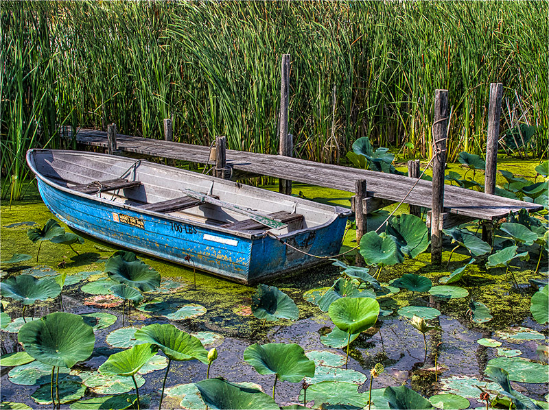 Old Boat with Lotus