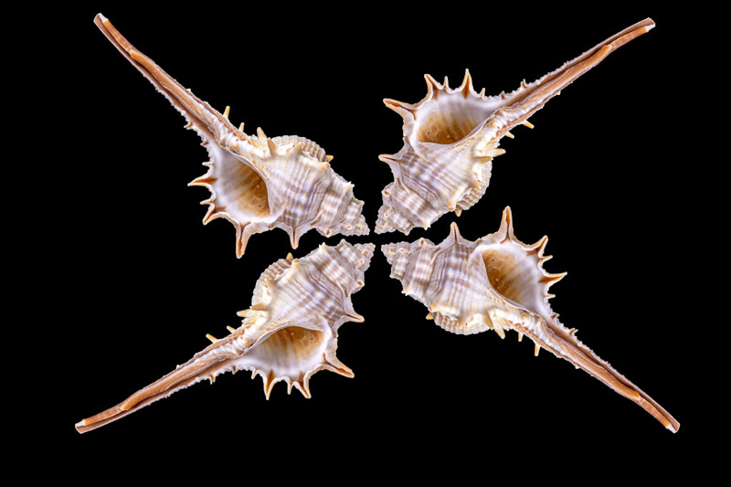 Macro Seashell Arrangement