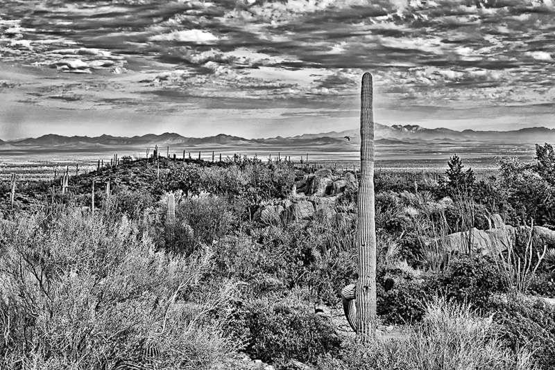 Saguaro Country Vista