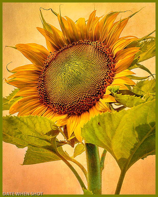 Ethan's Sunflower 