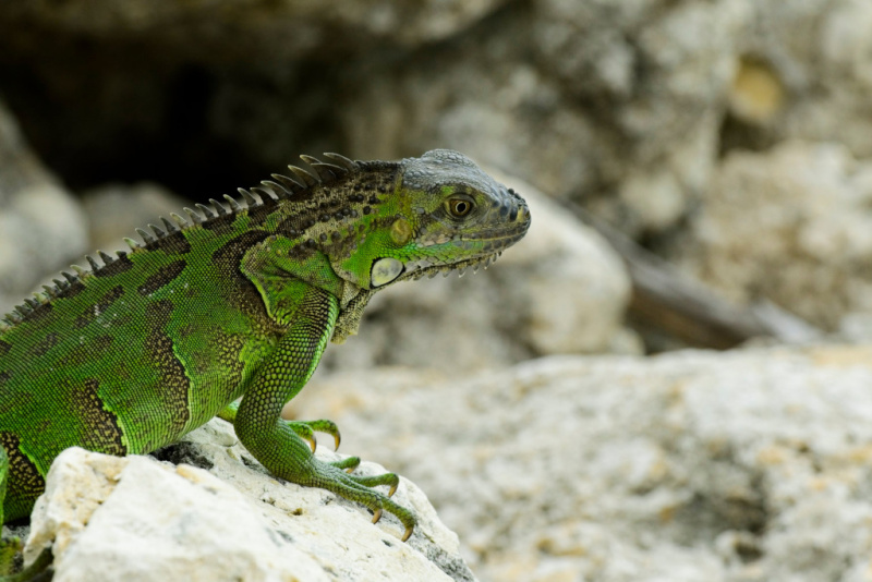 Green-Iguana