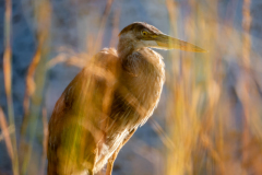 Fort-Sheridan-Forest-Preserve-1434