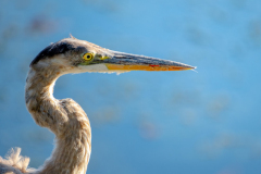 Fort-Sheridan-Forest-Preserve-1482