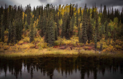 clcc.fall_.trees_.alaska