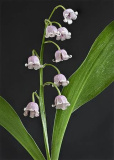 Lily of the Valley 