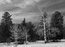 Trees in Winter 