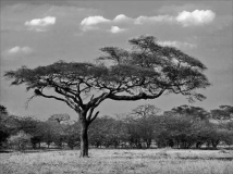 Acacia Tree 