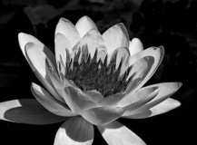 Water Lily 