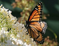 Backyard Butterfly 