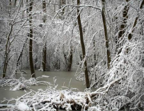 Winter Snow 