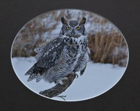 Don't Give A Hoot 