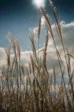 Rasmussen_Reach_For_The_Sun