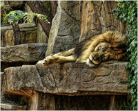 The Lion Sleeps Tonight
