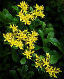 Sedum Kamchaticum