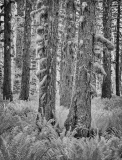 Rain_Forest___in_infrared_Anderson