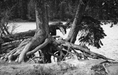 Roots_Jim_Peterson