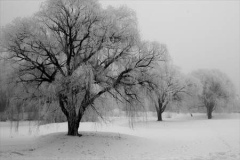WinterMorning2