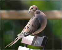 39_CPI_2_Bob_Arnold_Mourning_Dove