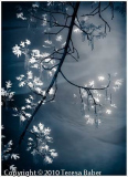 39_CPI_2_Teresa_Baber_Diamonds_in_the_Sky