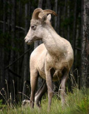 Mountain_Goat_Lyle_Anderson__Club_DPI_HM