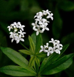 Sweet_Woodruff_Lyle_Anderson