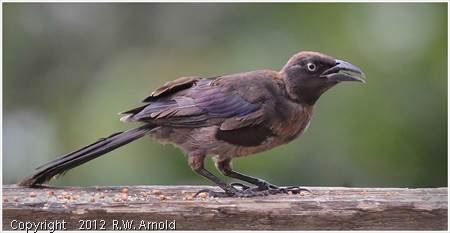 39_CPI_4__Bob_Arnold__Ragtag_Grackle