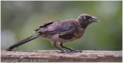 39_CPI_4__Bob_Arnold__Ragtag_Grackle