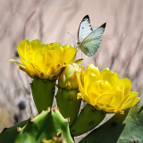 Cactus_Flowers_Norm_Kopp