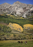 Classy_Horse_Pasture_Lyle_Anderson