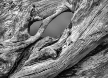 HM_Lg_Mono___Lyle_Anderson___Driftwood_Tangle