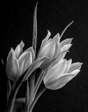 Tulips_Trio_Lyle_Anderson