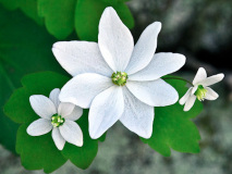 14_Lyle_Anderson_Rue_Anemone