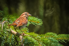 Al_Popp_Backyard_Song_Sparrow