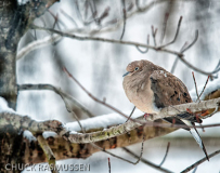 Bah_Humbug_Chuck_Rasmussen