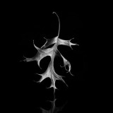 David_Jilek_Pin_Oak