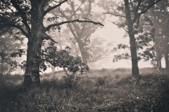 David_Jilek_Savanna