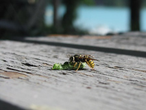 Deb_Kirschner_Bees_Lunch