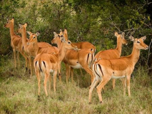 Impalas_on_the_Alert_Lyle_Anderson