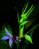 Jeff_Chemelewsk_Soft_Light_