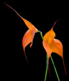 Jeff_Chemelewski_Orange_on_Black